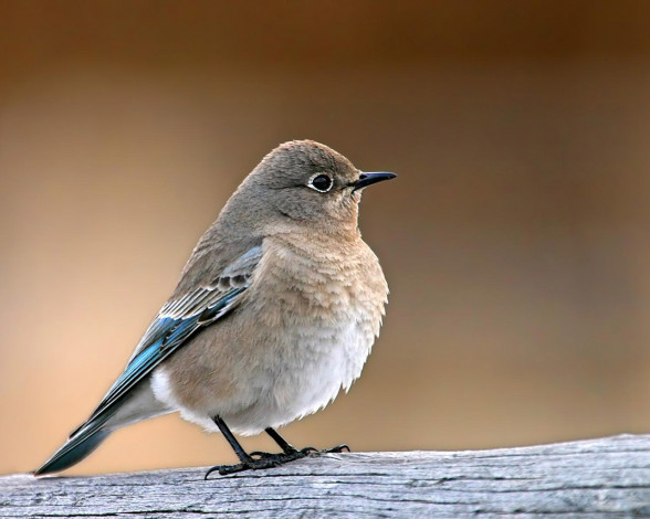 Обои картинки фото животные, птицы