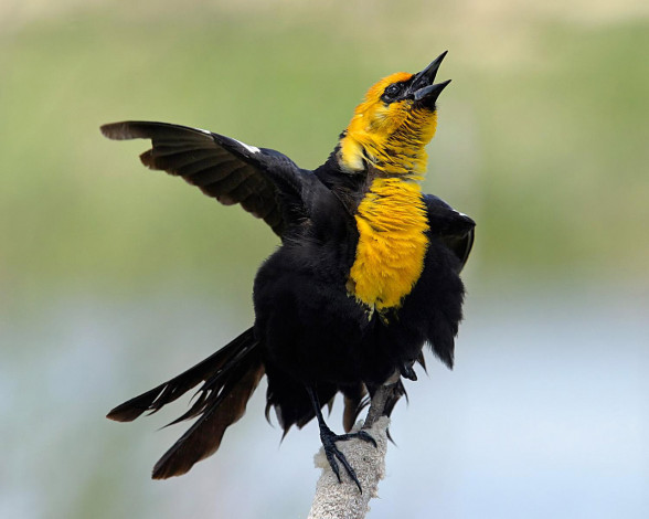 Обои картинки фото животные, птицы