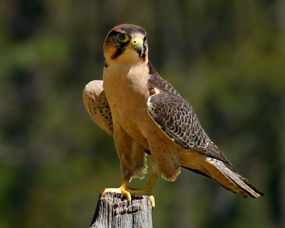 Обои картинки фото животные, птицы, хищники