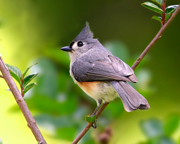 Обои картинки фото животные, синицы, лазоревки