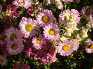 Картинка цветы хризантемы