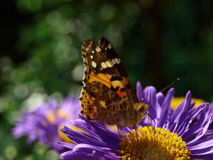 Картинка животные бабочки