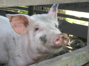 Картинка животные свиньи кабаны