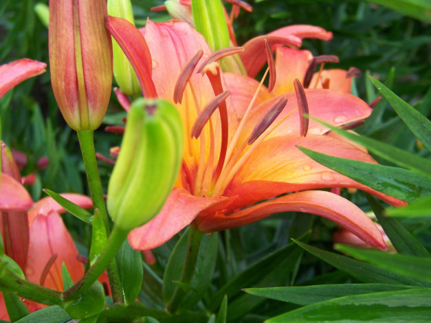 Обои картинки фото цветы, лилии, лилейники