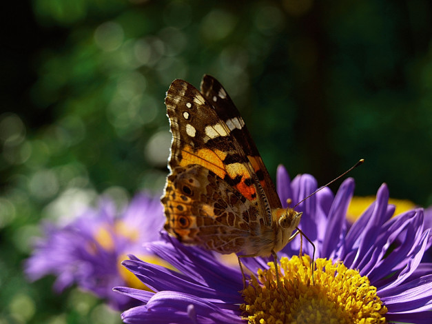 Обои картинки фото животные, бабочки