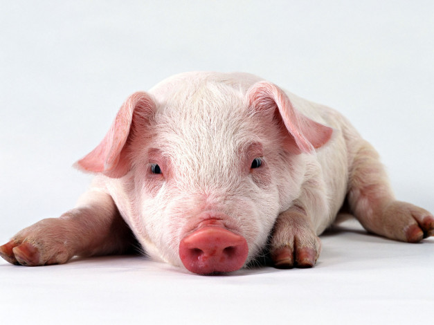 Обои картинки фото животные, свиньи, кабаны