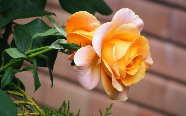 Обои картинки фото цветы, розы