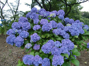 Картинка цветы гортензия