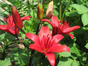 Картинка цветы лилии лилейники бутоны красные