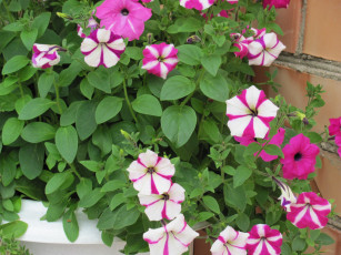 Картинка цветы петунии калибрахоа двухцветные розовые