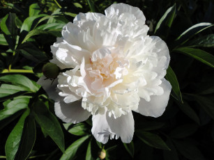 Картинка цветы пионы белый