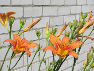 Картинка лилейник цветы лилии лилейники бутоны кирпичная стена