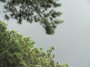 Картинка природа деревья верхушки