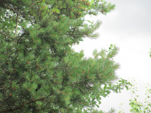 Картинка природа деревья ветки сосен