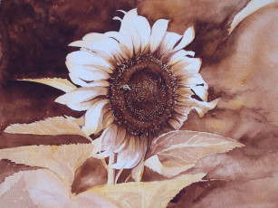 Картинка рисованные цветы подсолнух