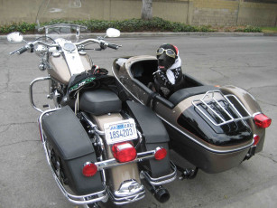 Картинка животные собаки harley davidson