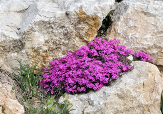 Картинка цветы флоксы розовый яркий камни