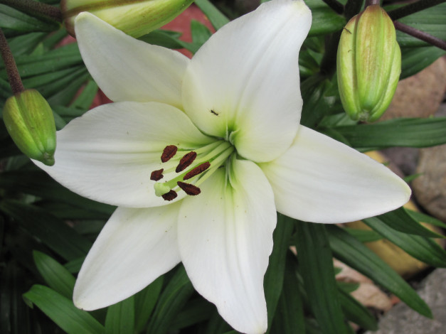 Обои картинки фото цветы, лилии, лилейники, белай, цветок, крупно