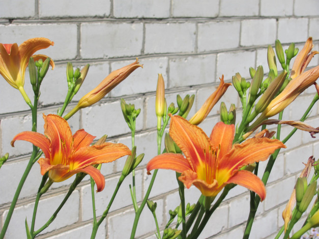 Обои картинки фото лилейник, цветы, лилии, лилейники, бутоны, кирпичная, стена
