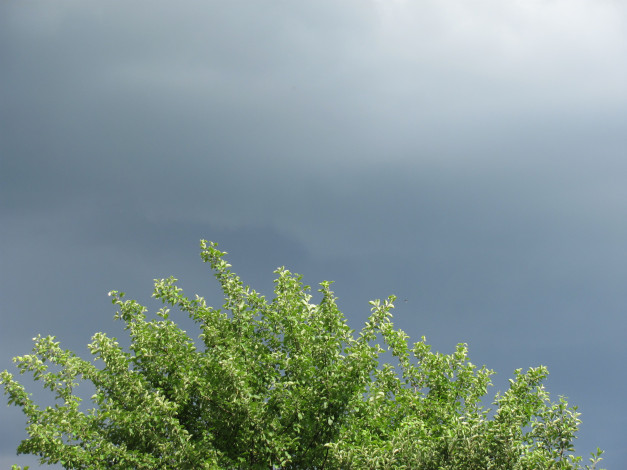 Обои картинки фото природа, деревья, груша, грозовое, небо