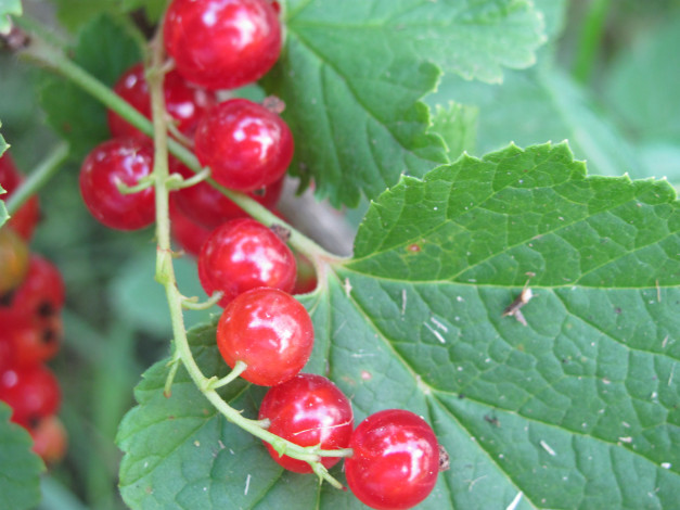 Обои картинки фото природа, Ягоды, красное, на, зеленом