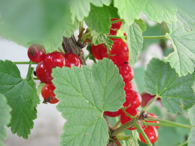 Обои картинки фото природа, Ягоды, красные, ягоды, за, зелеными, листьями