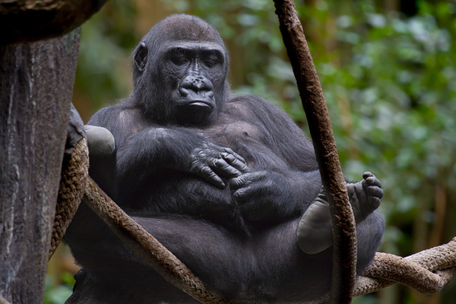 Обои картинки фото животные, обезьяны, сон, отдых