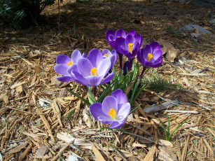 Картинка цветы крокусы crocus