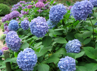 Картинка цветы гортензия