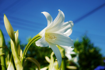 Картинка цветы лилии лилейники лепестки небо