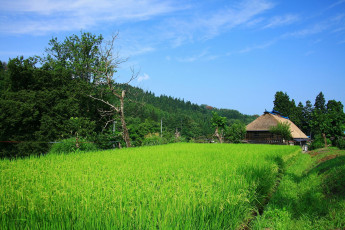 Картинка природа поля деревья дом