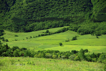 Картинка природа поля лето деревья