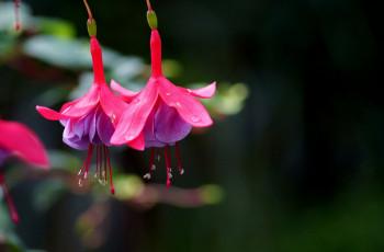 Картинка цветы фуксия розовый яркий