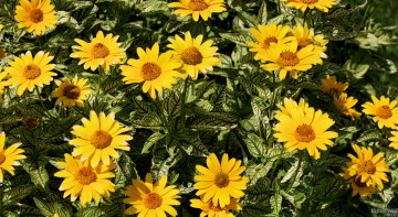 Картинка цветы рудбекия желтые