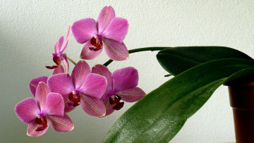 Картинка цветы орхидеи розовый ветка