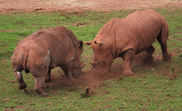 Картинка животные носороги бой драка