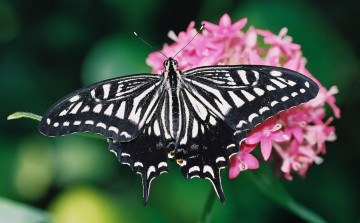 Картинка животные бабочки цветок крылья