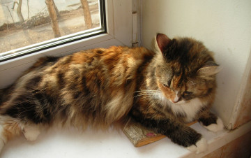 Картинка животные коты кошка