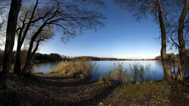 Обои картинки фото природа, реки, озера, озеро, деревья, осока