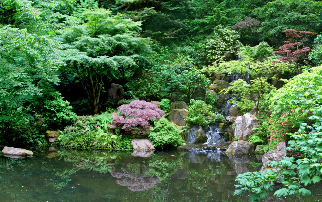 Обои картинки фото природа, реки, озера, растительности, буйство, ручей, пруд