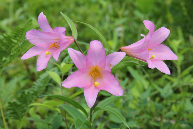 Обои картинки фото цветы, амариллисы, гиппеаструмы, лепестки, трава