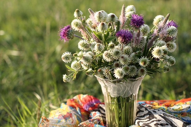 Обои картинки фото цветы, луговые, полевые, клевер, чертополох