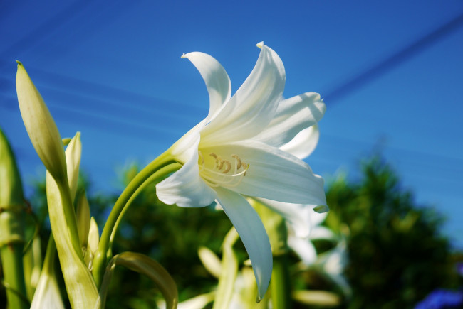 Обои картинки фото цветы, лилии, лилейники, лепестки, небо
