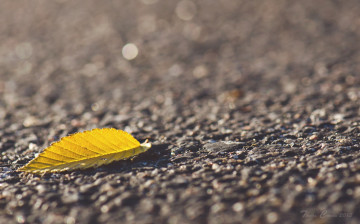 Картинка природа листья макро желтый