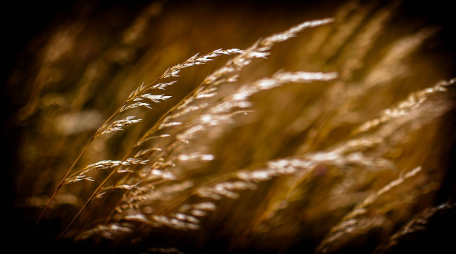 Обои картинки фото природа, макро, колоски
