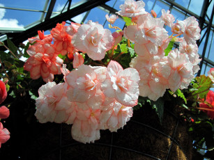 обоя цветы, бегония, нежный