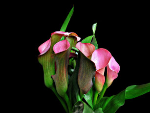 Картинка цветы цветок