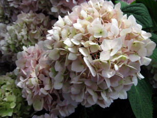 Картинка цветы гортензия лепестки