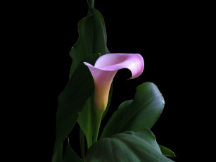 Картинка цветы каллы цветок