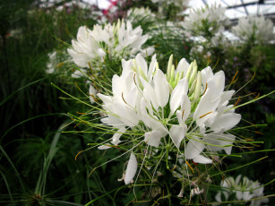 Картинка цветы клеомы белый